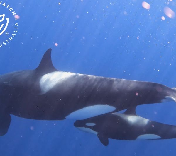 Whale Watch Western Australia