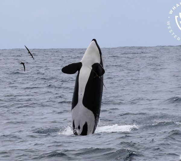 Whale Watch Western Australia