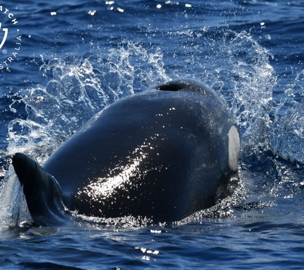 Whale Watch Western Australia