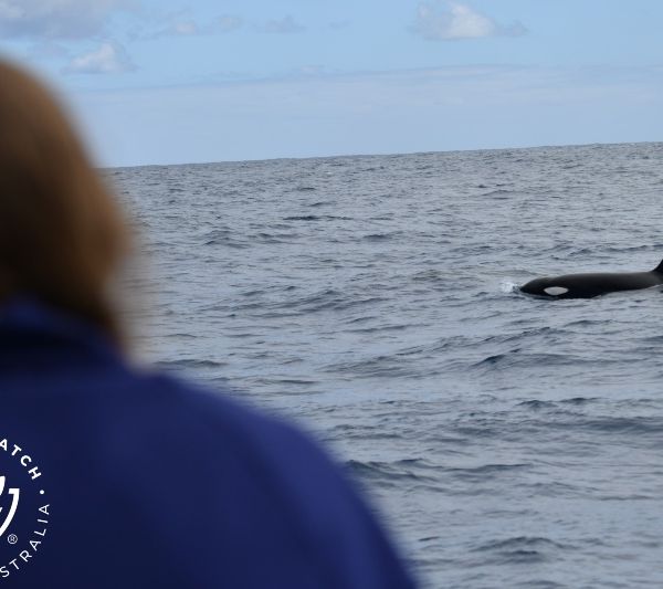 Whale Watch Western Australia