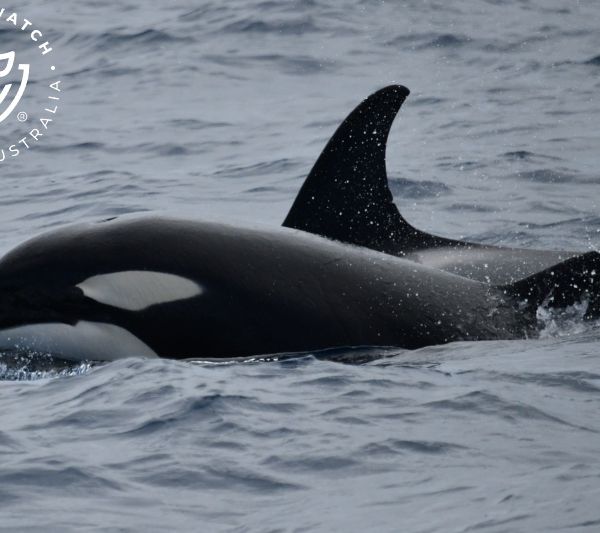 Whale Watch Western Australia