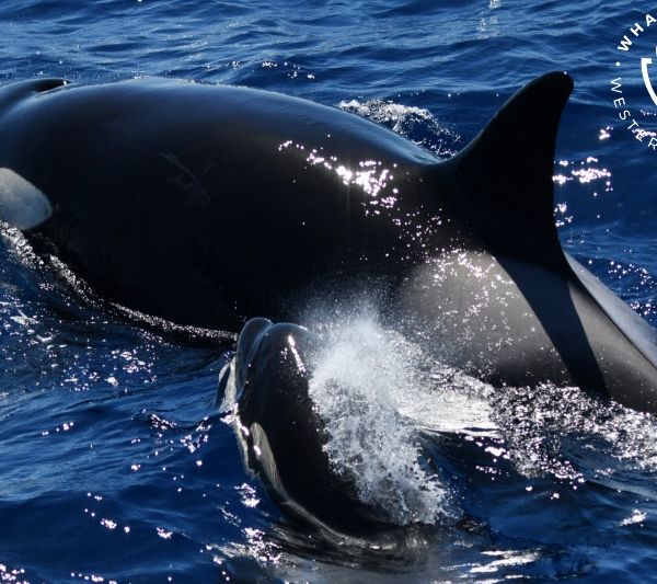 Whale Watch Western Australia