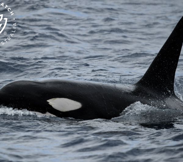 Whale Watch Western Australia