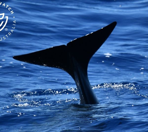 Whale Watch Western Australia