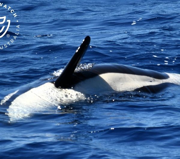 Whale Watch Western Australia