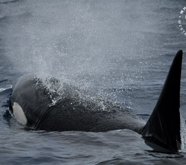 Whale Watch Western Australia