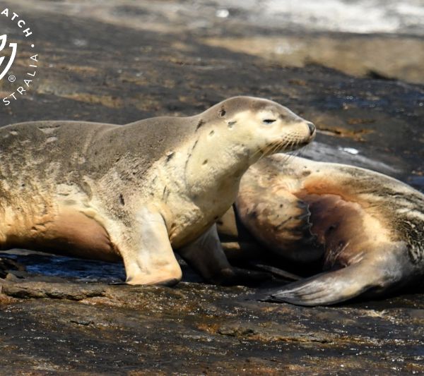 Whale Watch Western Australia
