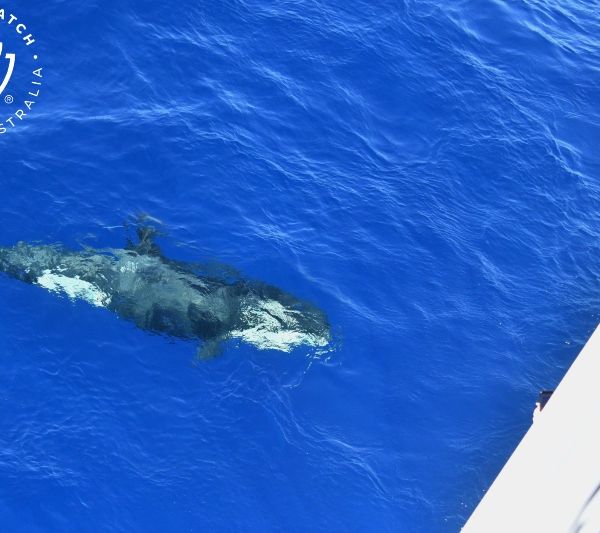 Whale Watch Western Australia