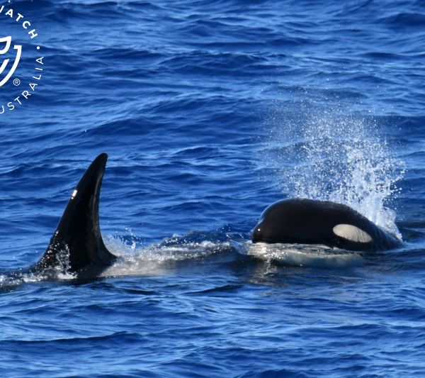 Whale Watch Western Australia