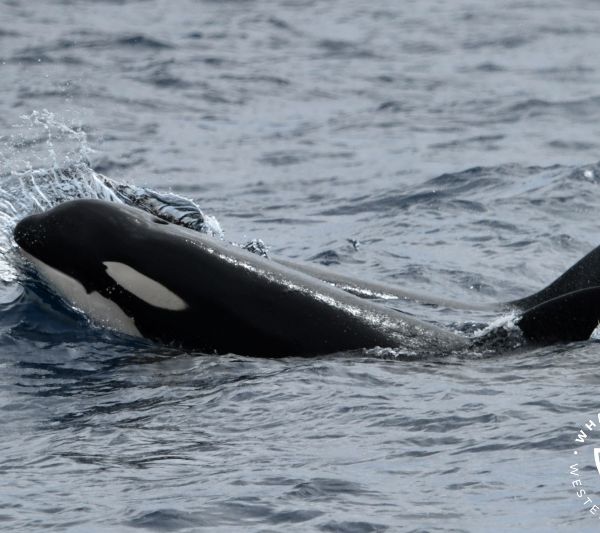Whale Watch Western Australia