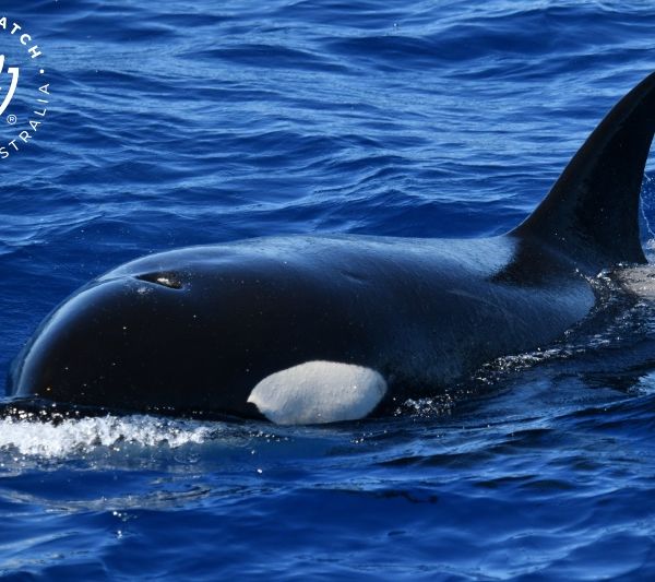 Whale Watch Western Australia