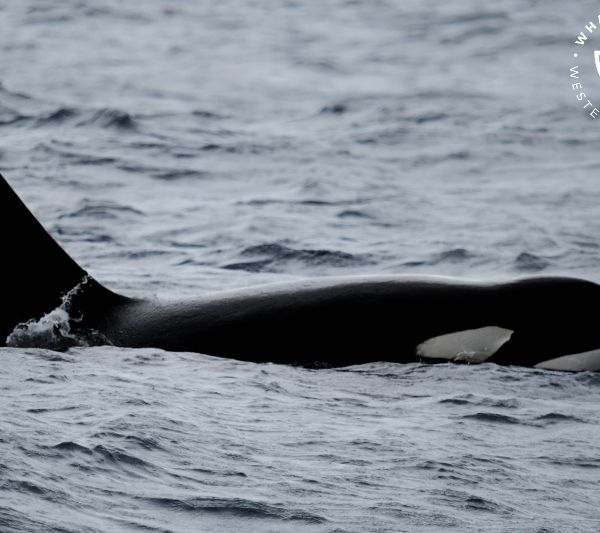 Whale Watch Western Australia