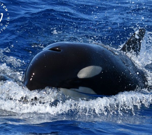 Whale Watch Western Australia