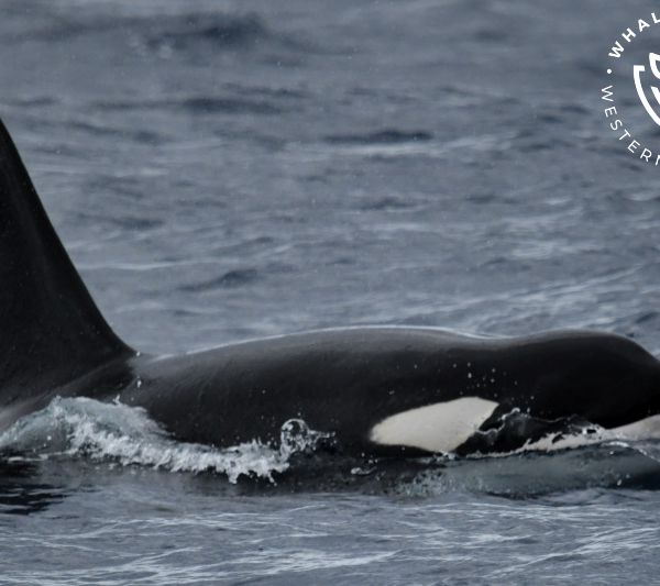 Whale Watch Western Australia