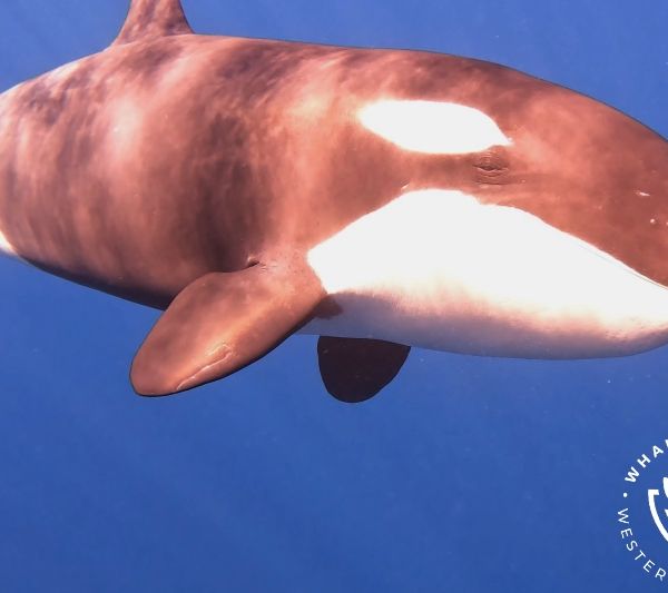 Whale Watch Western Australia