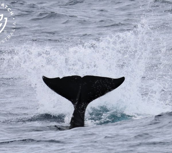 Whale Watch Western Australia