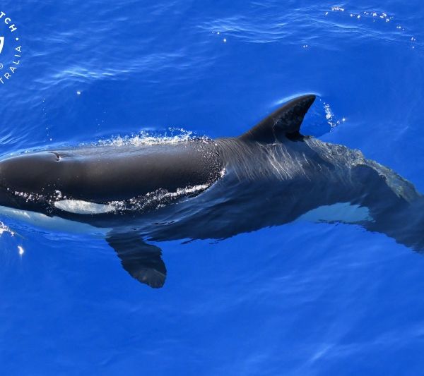 Whale Watch Western Australia