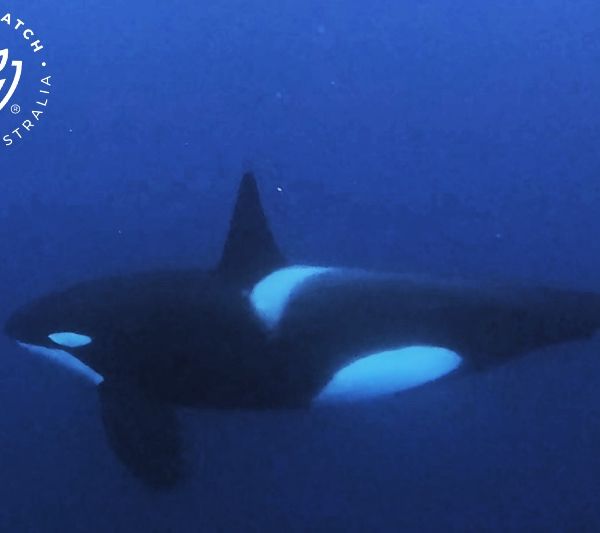 Whale Watch Western Australia