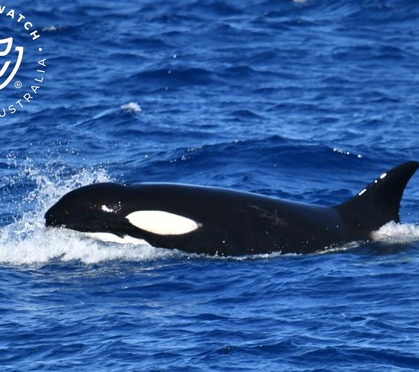 Whale Watch Western Australia