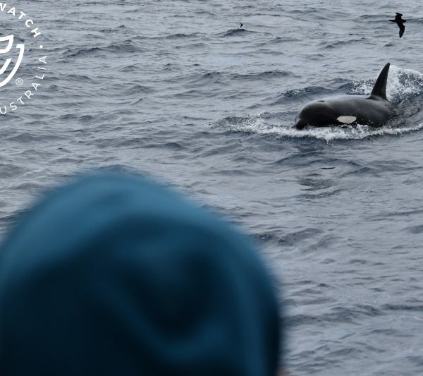 Whale Watch Western Australia