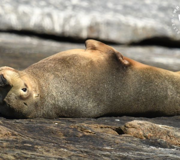 Whale Watch Western Australia