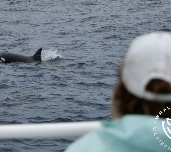 Whale Watch Western Australia
