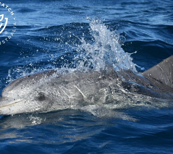 Whale Watch Western Australia
