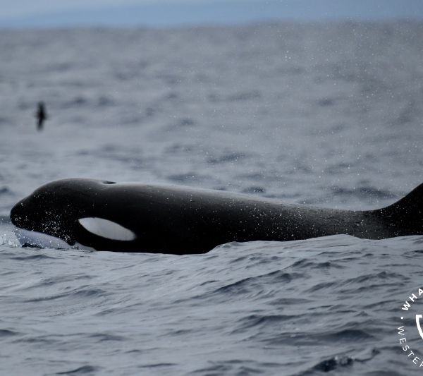 Whale Watch Western Australia