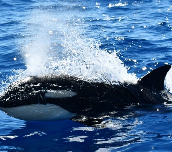 Whale Watch Western Australia