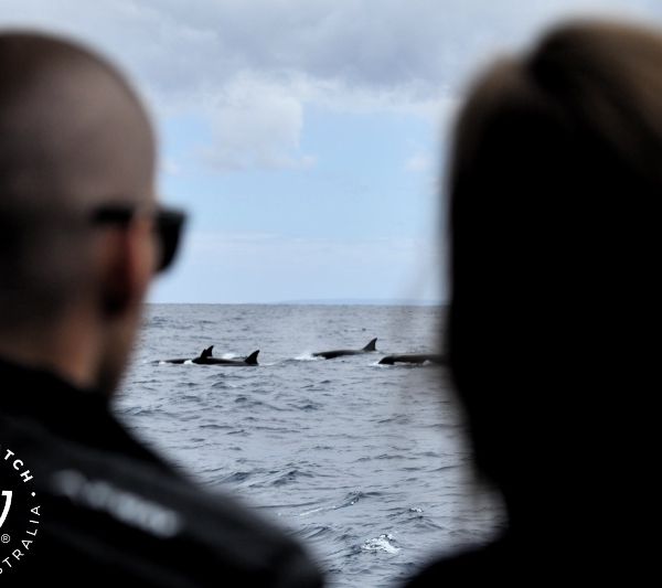 Whale Watch Western Australia