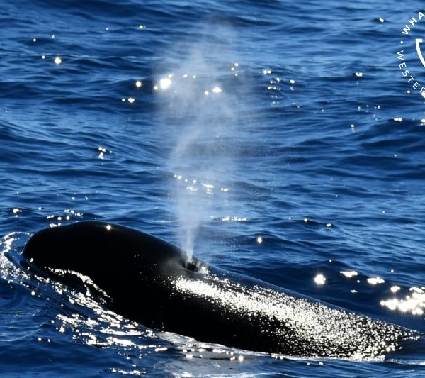 Whale Watch Western Australia