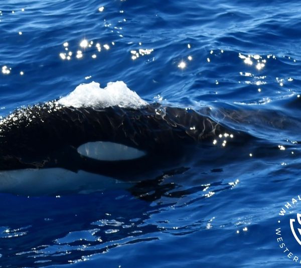 Whale Watch Western Australia
