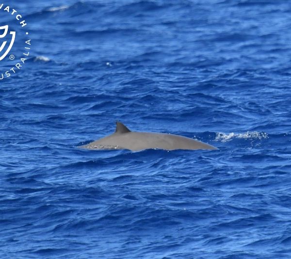 Whale Watch Western Australia