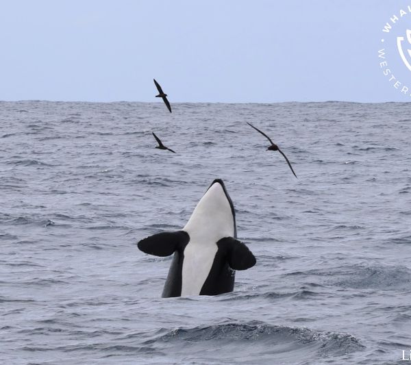 Whale Watch Western Australia