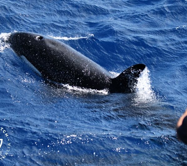 Whale Watch Western Australia