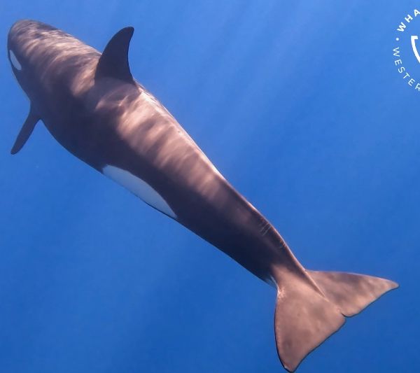 Whale Watch Western Australia