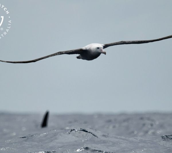 Whale Watch Western Australia