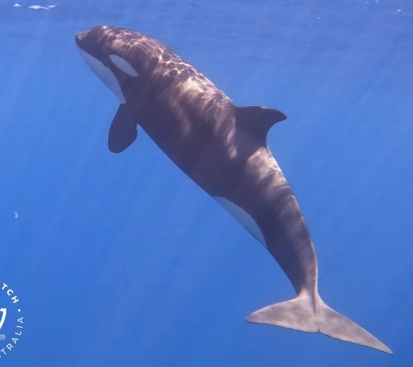 Whale Watch Western Australia