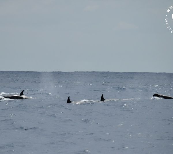 Whale Watch Western Australia