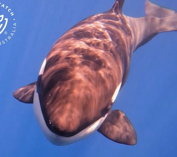 Whale Watch Western Australia