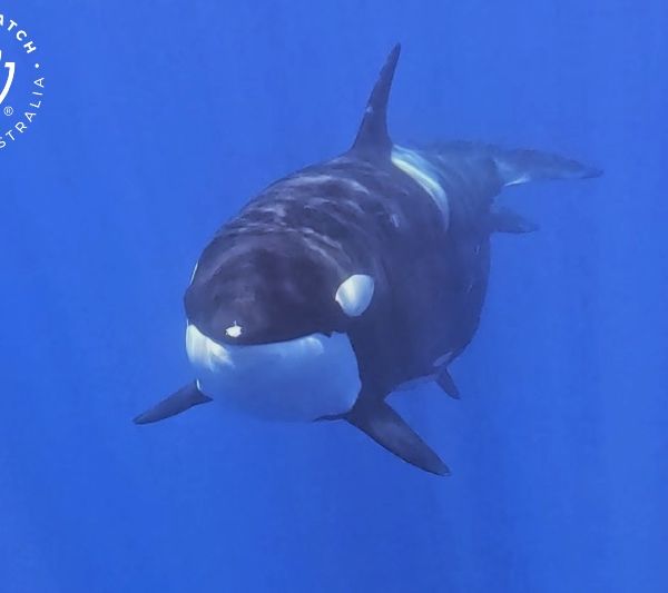 Whale Watch Western Australia