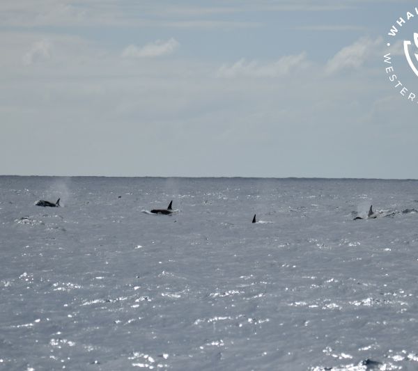 Whale Watch Western Australia