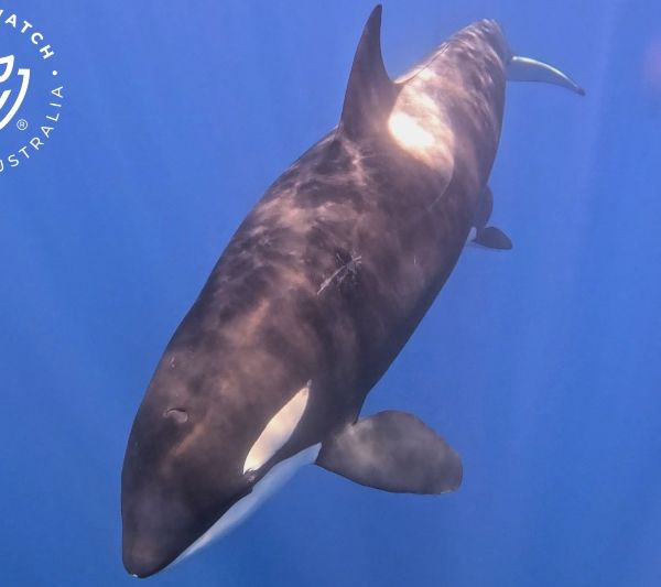 Whale Watch Western Australia