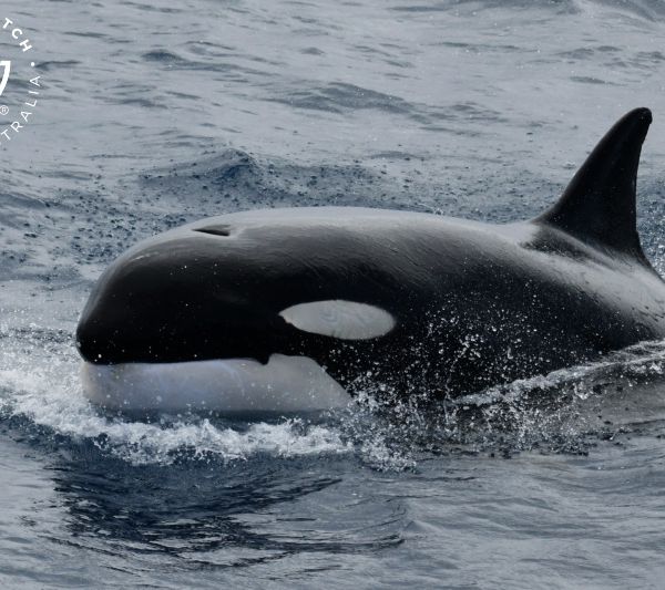 Whale Watch Western Australia