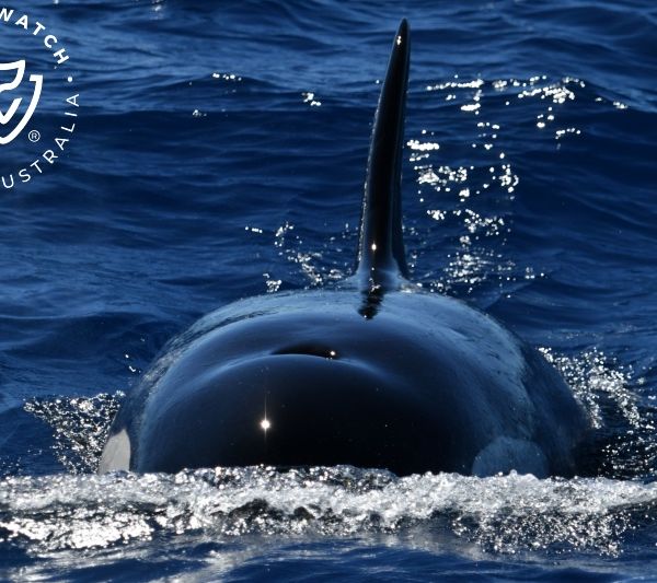 Whale Watch Western Australia