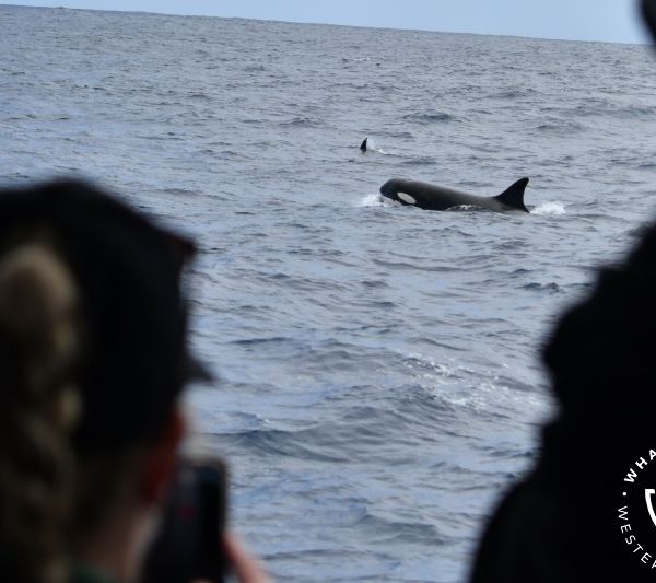 Whale Watch Western Australia