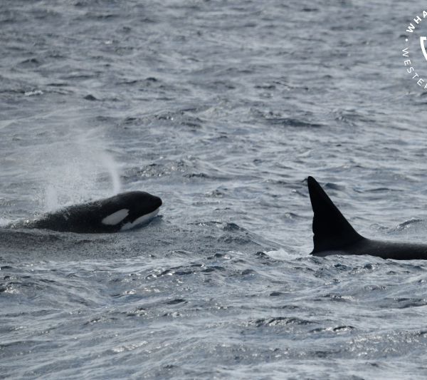 Whale Watch Western Australia