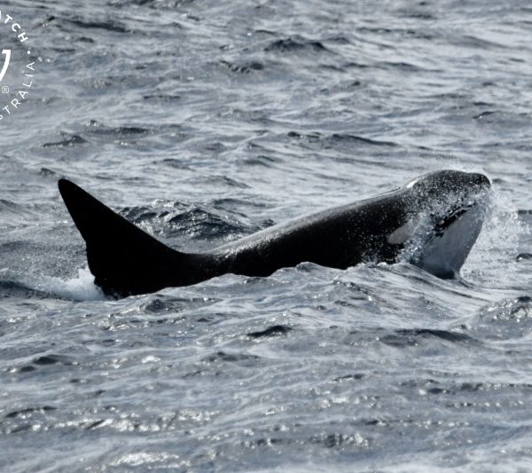 Whale Watch Western Australia