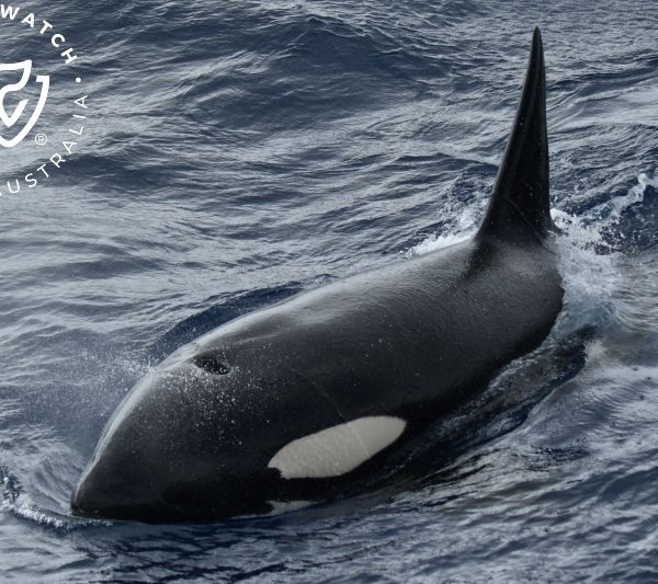 Whale Watch Western Australia