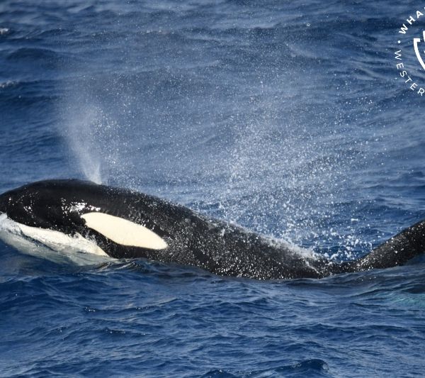 Whale Watch Western Australia